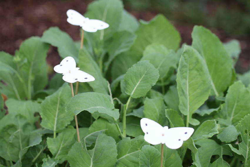 Home made cabbage moth Decoys 11